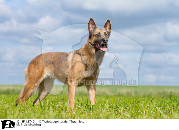 Malinois-Mischling / Malinois-Mongrel / IF-12749