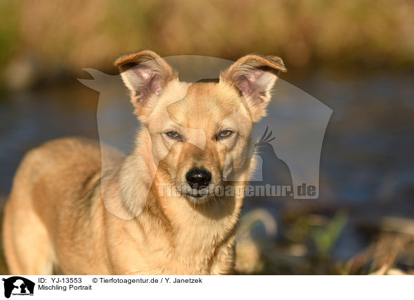 Mischling Portrait / mongrel portrait / YJ-13553