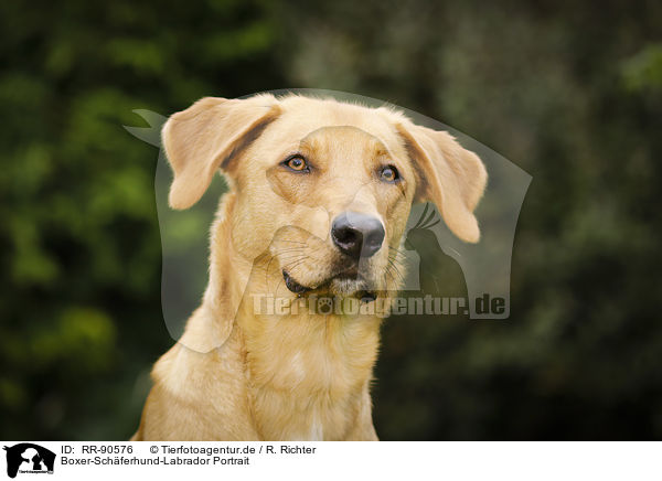 Boxer-Sch�ferhund-Labrador Portrait / Boxer-Shepherd-Labrador Portrait / RR-90576