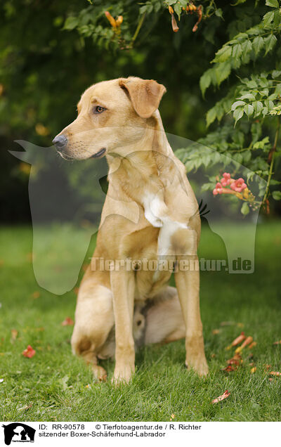 sitzender Boxer-Sch�ferhund-Labrador / sitting Boxer-Shepherd-Labrador / RR-90578