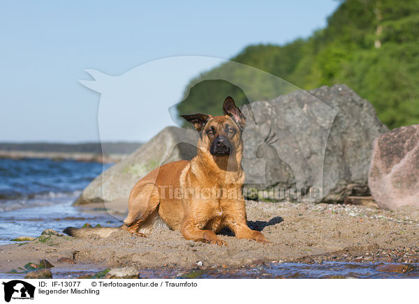 liegender Mischling / lying mongrel / IF-13077