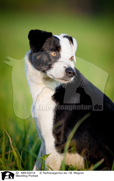 Mischling Portrait / mongrel portrait / MW-05019