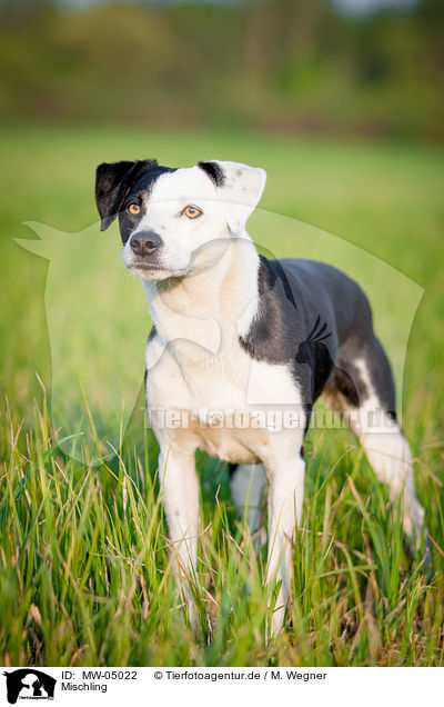 Mischling / mongrel / MW-05022