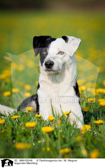 liegender Mischling / lying mongrel / MW-05048