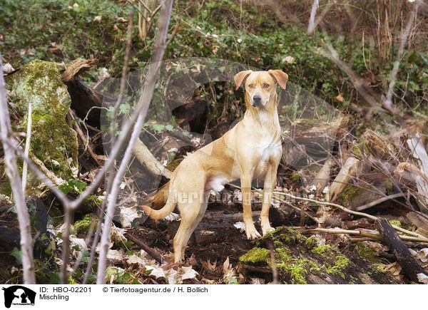 Mischling / mongrel / HBO-02201