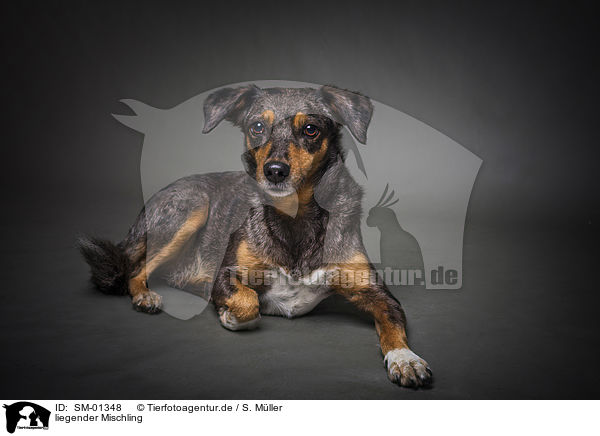liegender Mischling / lying mongrel / SM-01348