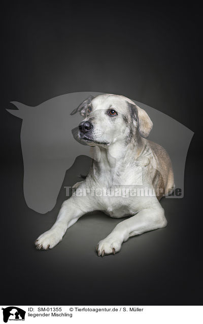liegender Mischling / lying mongrel / SM-01355