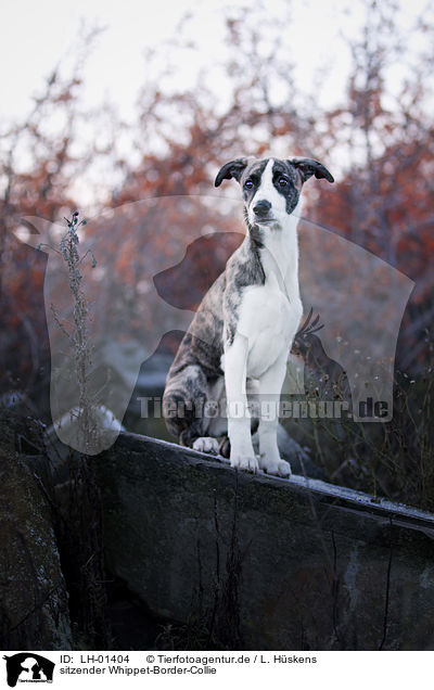 sitzender Whippet-Border-Collie / sitting Whippet-Border-Collie / LH-01404