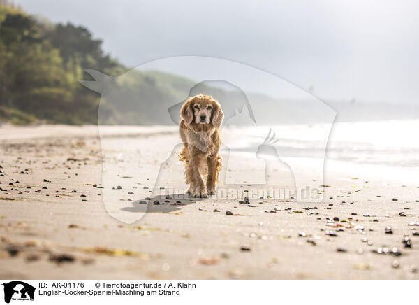 English-Cocker-Spaniel-Mischling am Strand / English-Cocker-Spaniel-Mongrel at the beach / AK-01176