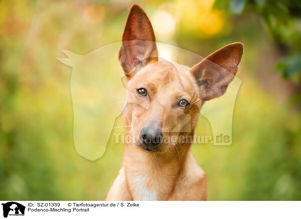 Podenco-Mischling Portrait / Podenco-Mongrel Portrait / SZ-01339