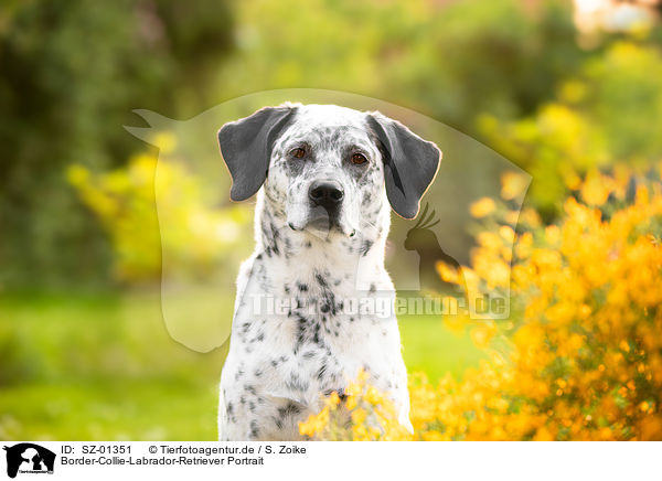 Border-Collie-Labrador-Retriever Portrait / Border-Collie-Labrador-Retriever Portrait / SZ-01351
