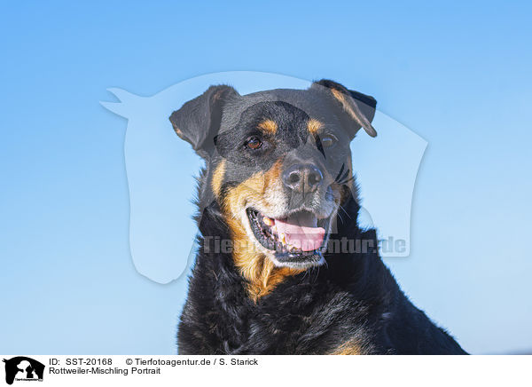 Rottweiler-Mischling Portrait / Rottweiler-Mongrel portrait / SST-20168