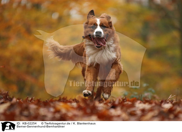 Berner-Sennenhund-Bernhardiner / Saint-Bernard-Bernese-Mountain-Dog / KB-02254