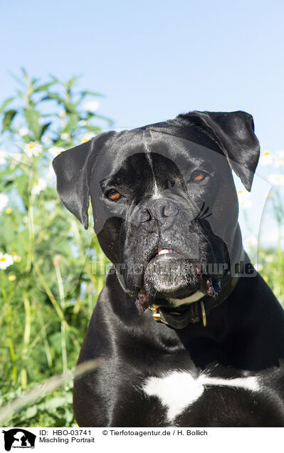 Mischling Portrait / mongrel portrait / HBO-03741