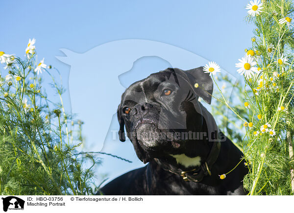 Mischling Portrait / mongrel portrait / HBO-03756