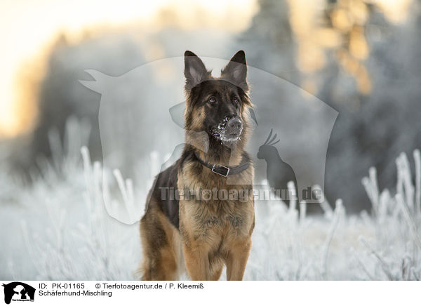 Sch�ferhund-Mischling / Shepherd-Mongrel / PK-01165