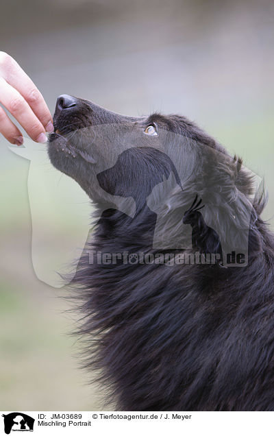 Mischling Portrait / mongrel portrait / JM-03689