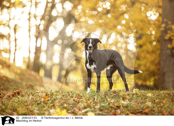 Mischling im Herbst / mongrel in autumn / JAM-02133