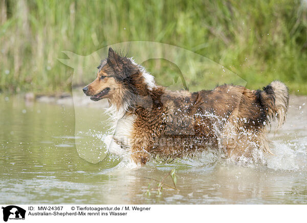 Australian-Shepherd-Mix rennt ins Wasser / Australian-Shepherd-Mongrel runs into water / MW-24367