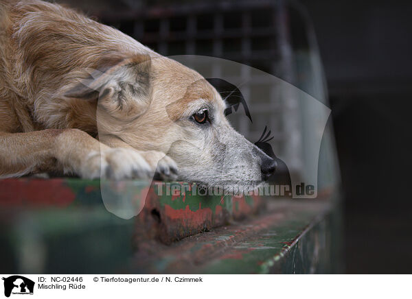 Mischling R�de / male mongrel / NC-02446