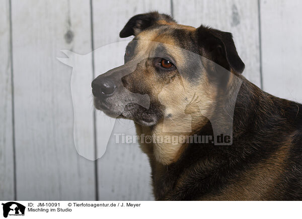 Mischling im Studio / mongrel in studio / JM-10091