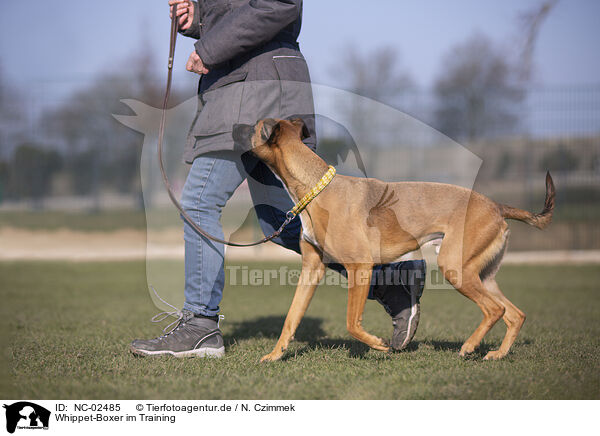 Whippet-Boxer im Training / Whippet-Boxer at raining / NC-02485