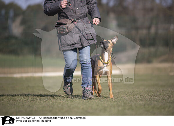 Whippet-Boxer im Training / Whippet-Boxer at raining / NC-02492