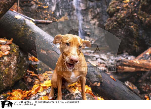 Podenco-Mischling / Podenco-Mongrel / SIB-02762
