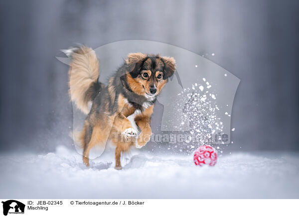 Mischling / mongrel / JEB-02345