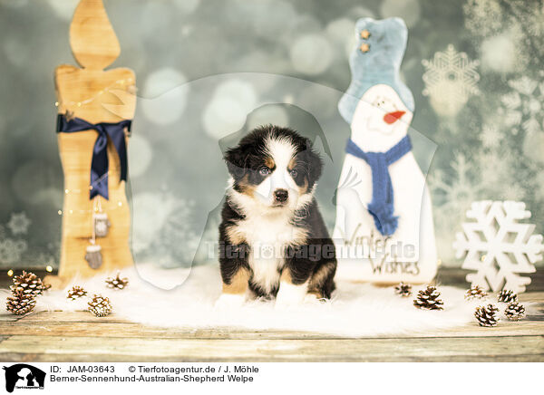 Berner-Sennenhund-Australian-Shepherd Welpe / Bernese-Mountain-Dog-Australian-Shepherd Puppy / JAM-03643