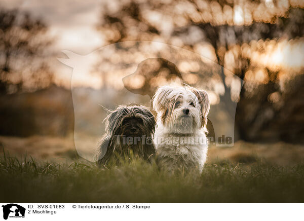 2 Mischlinge / 2 mongrels / SVS-01683