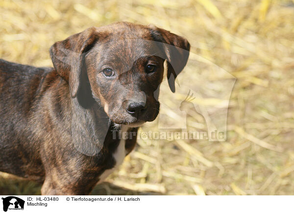 Mischling / mongrel / HL-03480