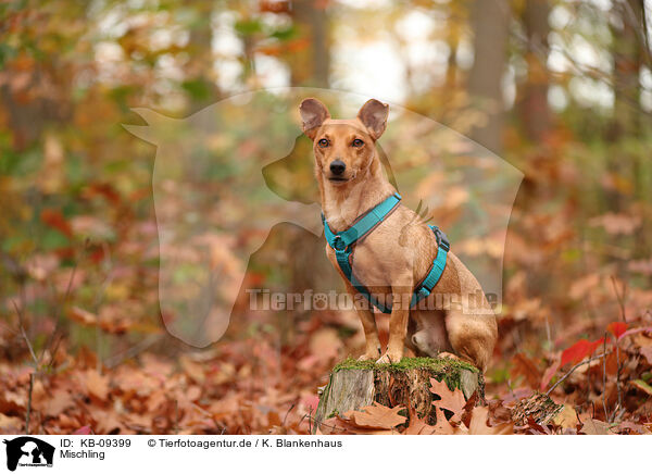 Mischling / mongrel / KB-09399