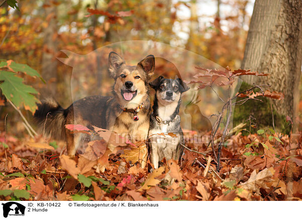 2 Hunde / 2 dogs / KB-10422