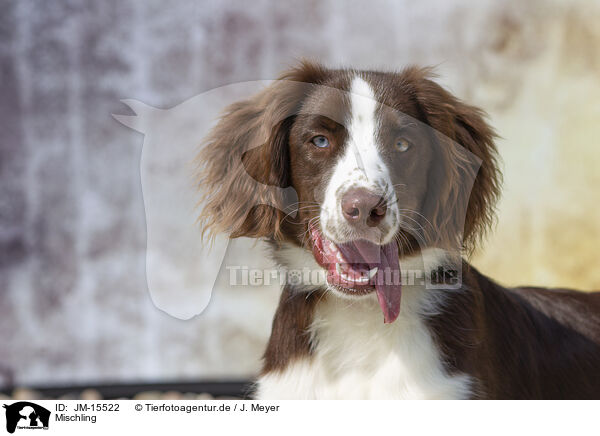 Mischling / mongrel / JM-15522