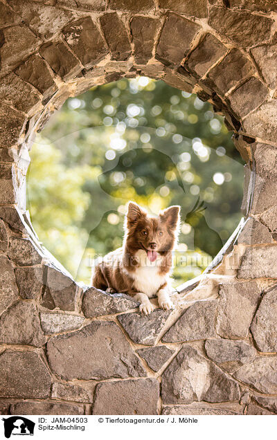 Spitz-Mischling / Spitz-Mongrel / JAM-04503
