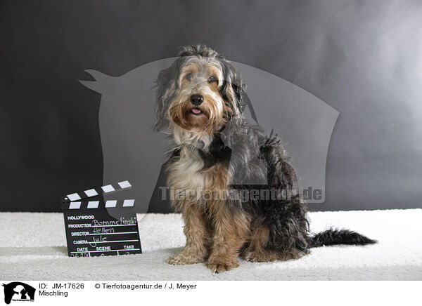 Mischling / mongrel / JM-17626