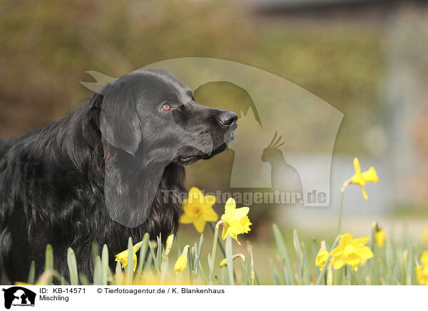 Mischling / mongrel / KB-14571