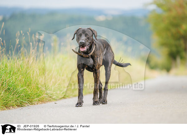 Rhodesian-Ridgeback-Labrador-Retriever / Rhodesian-Ridgeback-Labrador-Retriever / JEP-01926