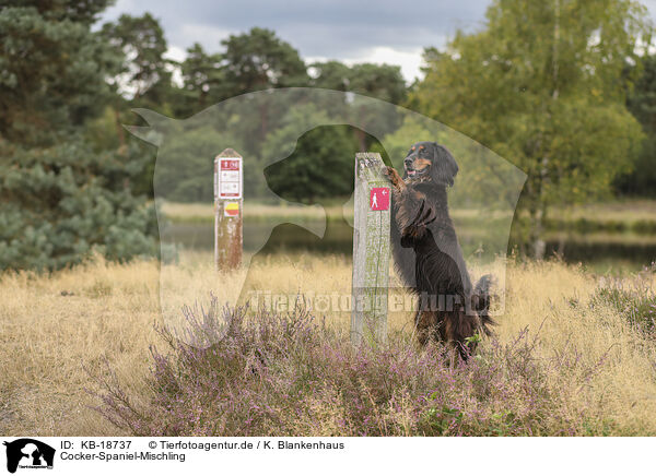 Cocker-Spaniel-Mischling / Cocker-Spaniel-Mongrel / KB-18737