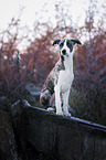 sitzender Whippet-Border-Collie