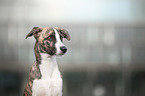 Whippet-Border-Collie Portrait