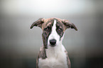 Whippet-Border-Collie Portrait