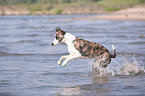 rennender Whippet-Border-Collie