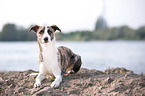 liegender Whippet-Border-Collie