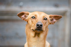 Podenco-Mischling Portrait