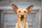 Podenco-Mischling Portrait