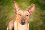 Podenco-Mischling Portrait