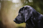 Labrador-Retriever-Setter-Mischling Portrait