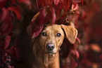 Podenco-Mischling Portrait